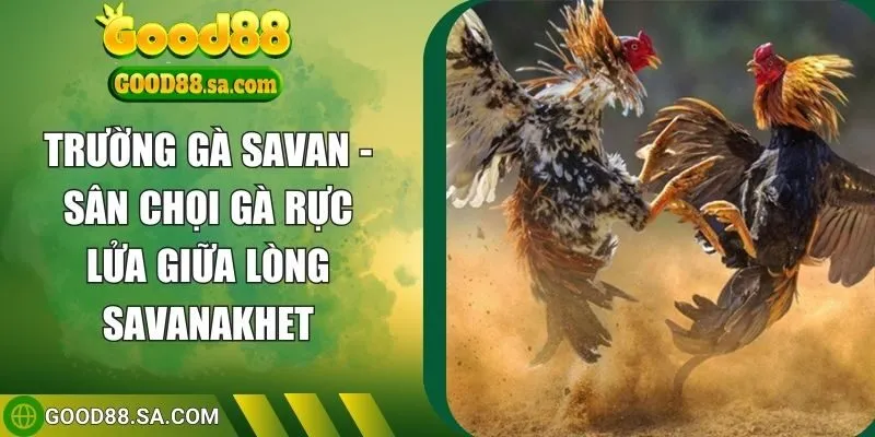 trường gà savan